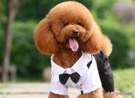 买泰迪注意事项和禁忌,买泰迪的时候需要注意些什么问题