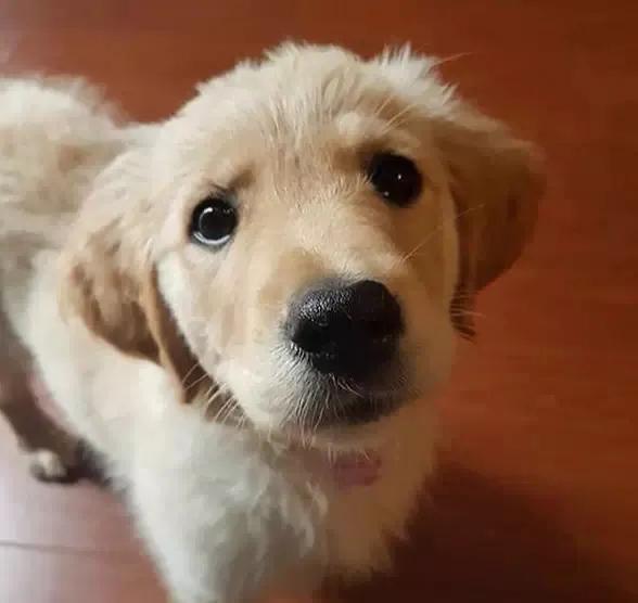 大金毛真的是太暖心了,大金毛到底有多可爱