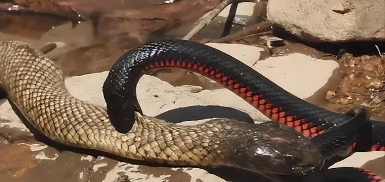 抗日时期日军在徐州新沂暴行,日军在徐州暴行