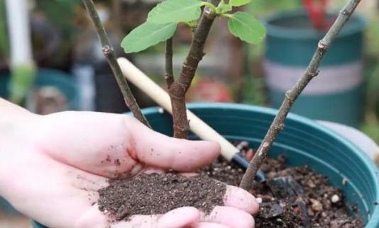 家里养的绿宝突然一直掉叶,家里绿宝树有鸟巢怎么办