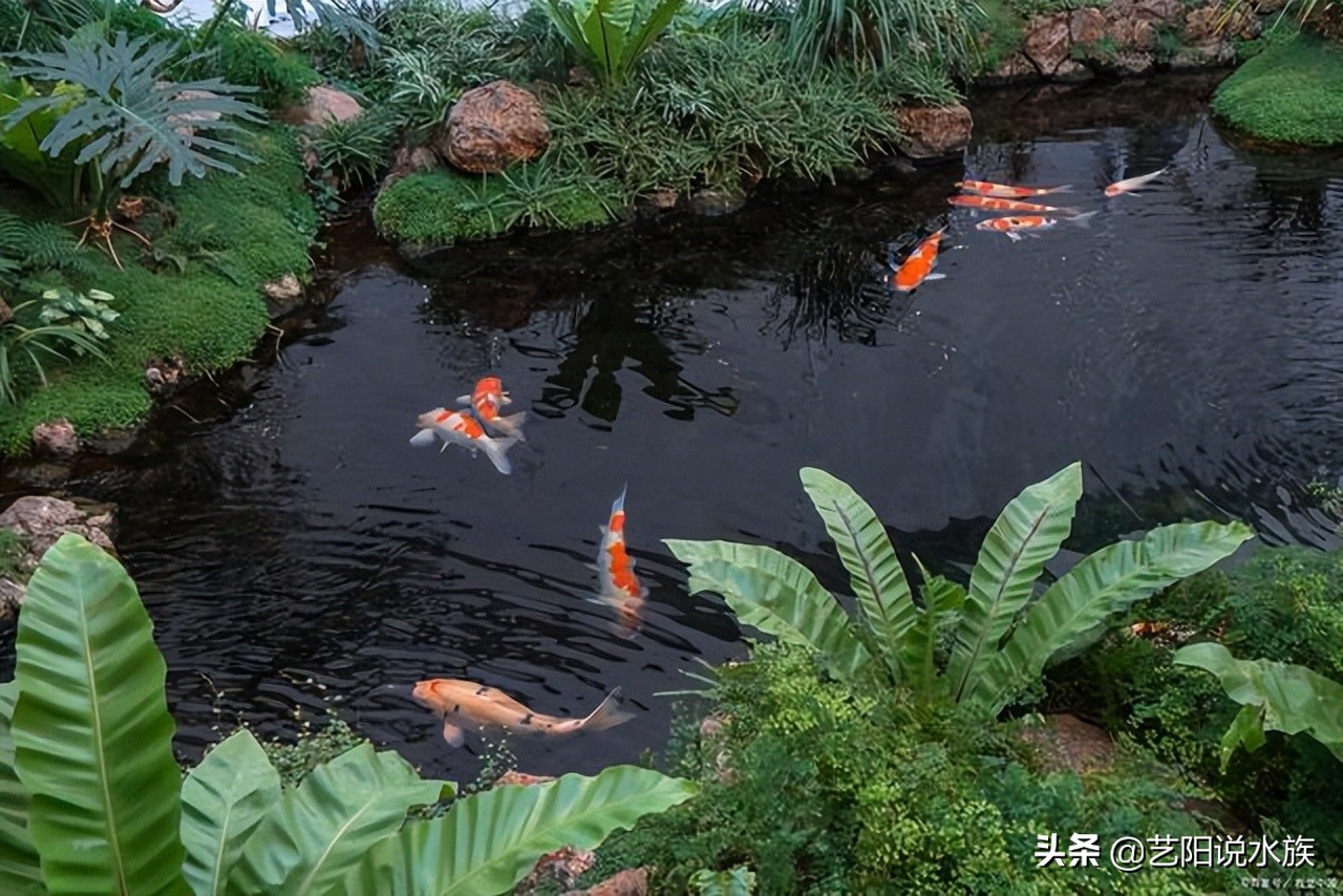 如何养锦鲤需要注意什么,如何饲养好锦鲤视频