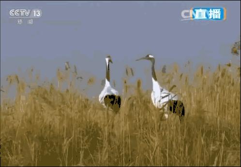 年度最佳22℃暖冬小城!全国唯一半城银杏,半城温泉!现在来刚好