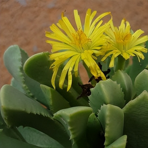 102个大类近500个多肉植物图片，都极其美丽，建议在家中也养一盆