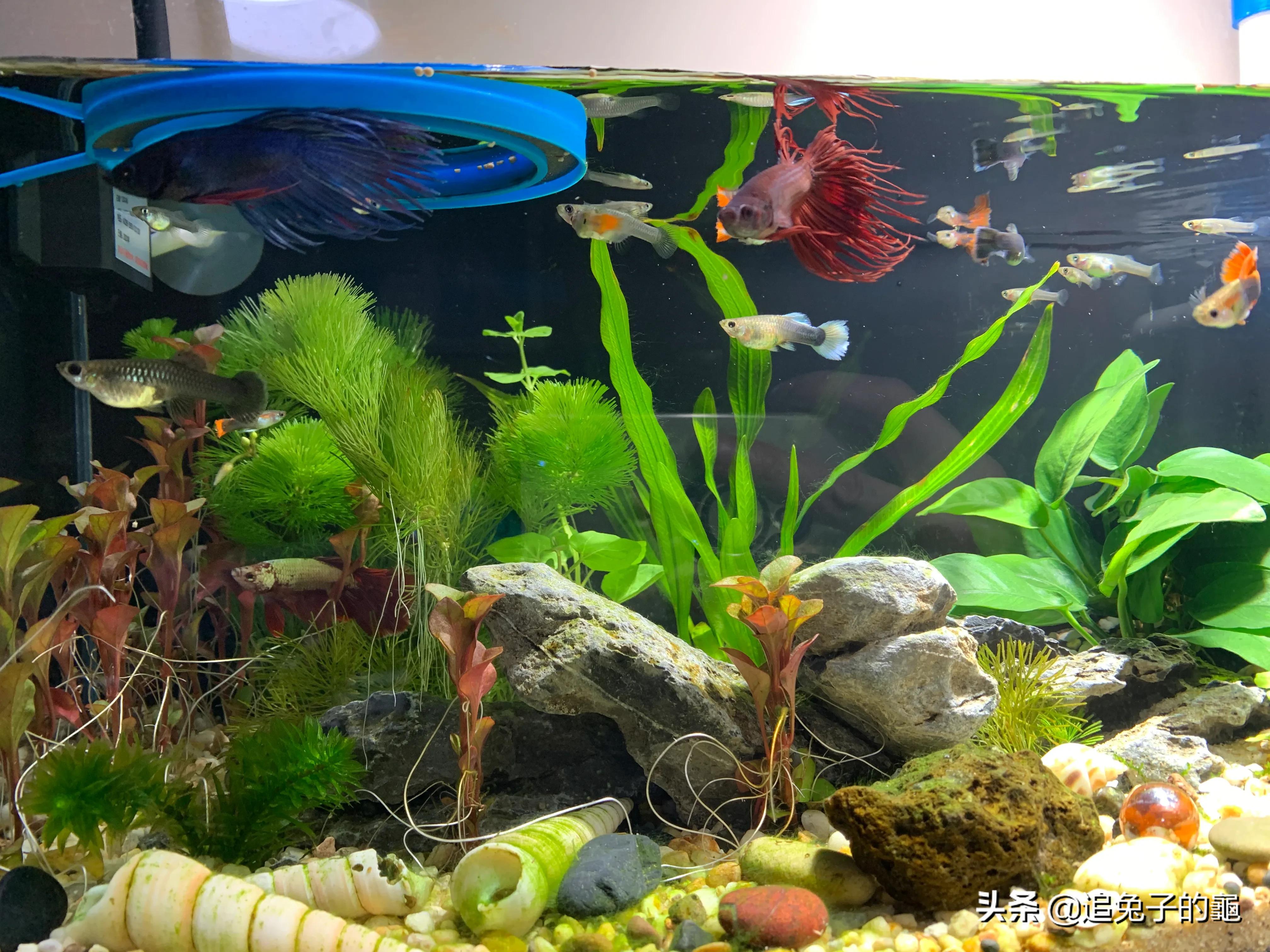 养鱼大坑,养鱼坑必须是万丈深渊