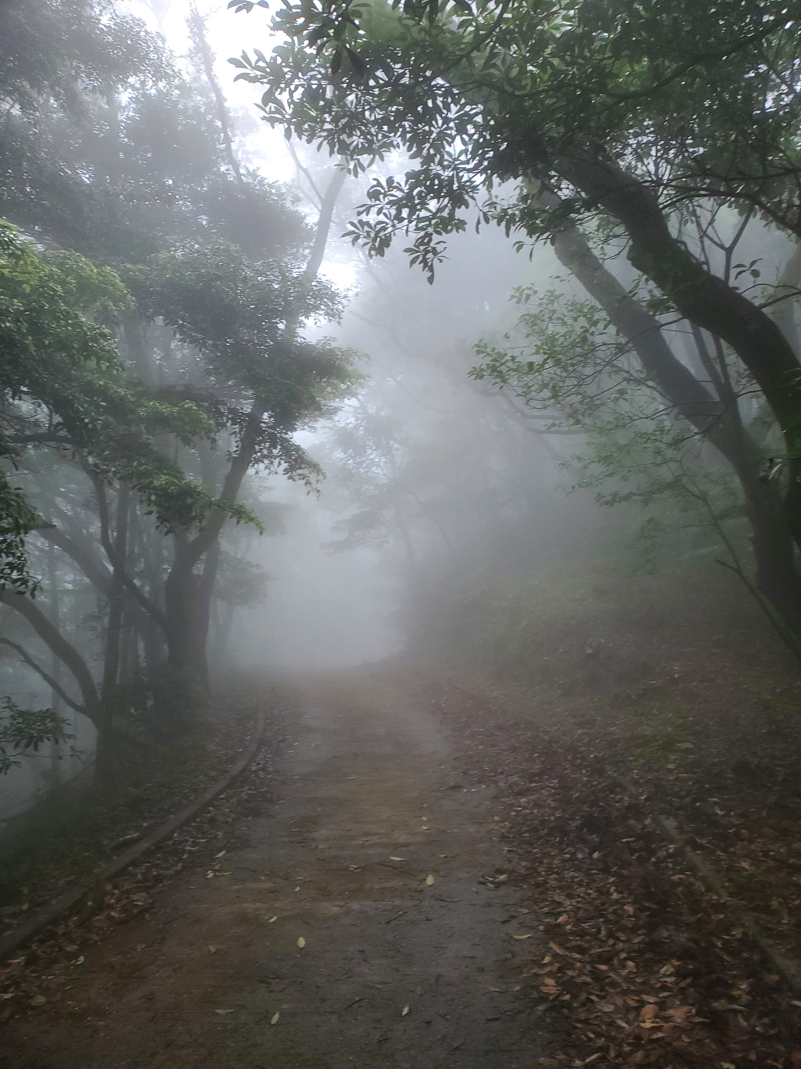 徒步香港大帽山,香港麦径徒步攻略