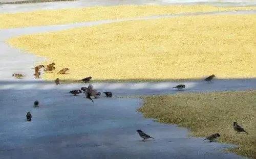 上海本地言话“促几”，你知道是什么吗？