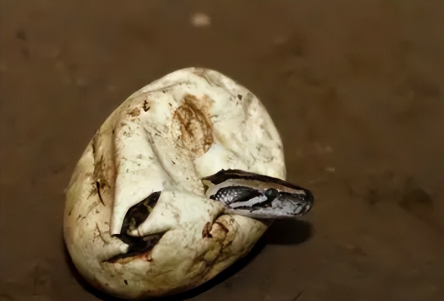 96年海南巨蟒,96年海南巨蟒事件真实情况