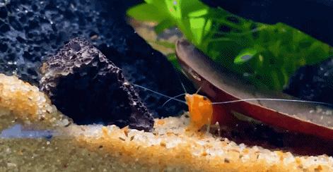 在卧室造一片弱肉强食的危险雨林，会打雷还真的会下雨