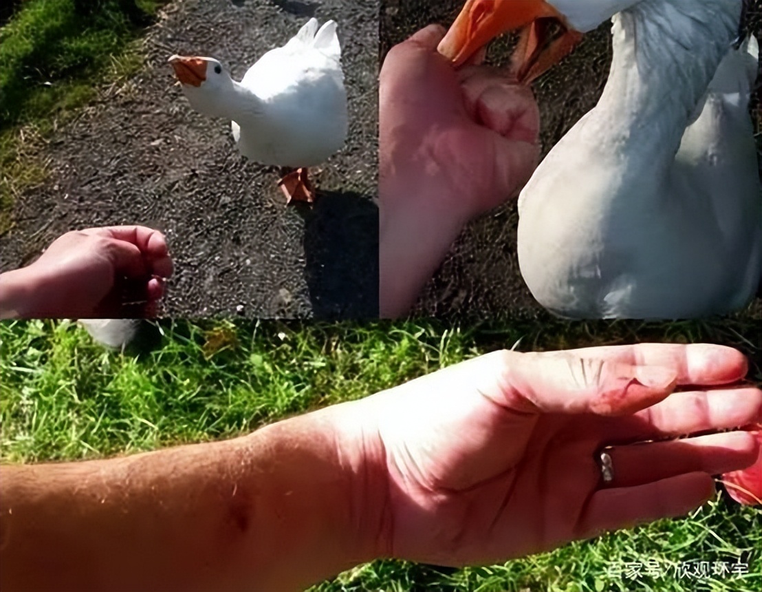 鹅粪便为什么能杀死蛇,大鹅的粪便能杀蛇吗