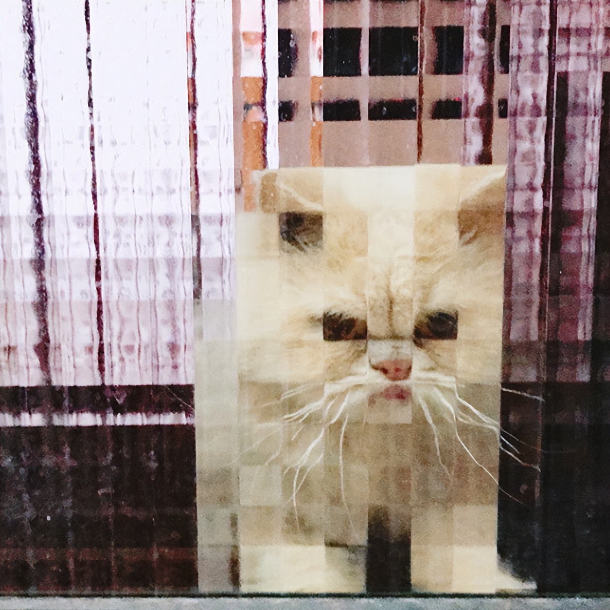 我家新养的猫猫品种，是“马赛克猫”