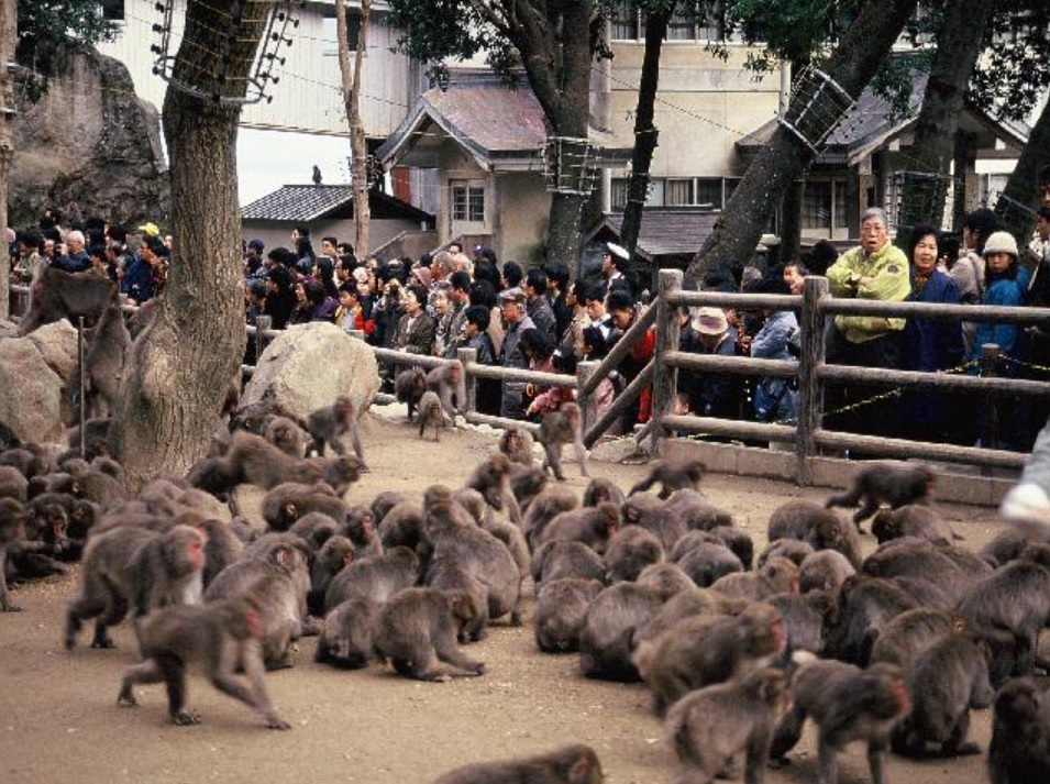 日本母猴称王,日本母猴王现状