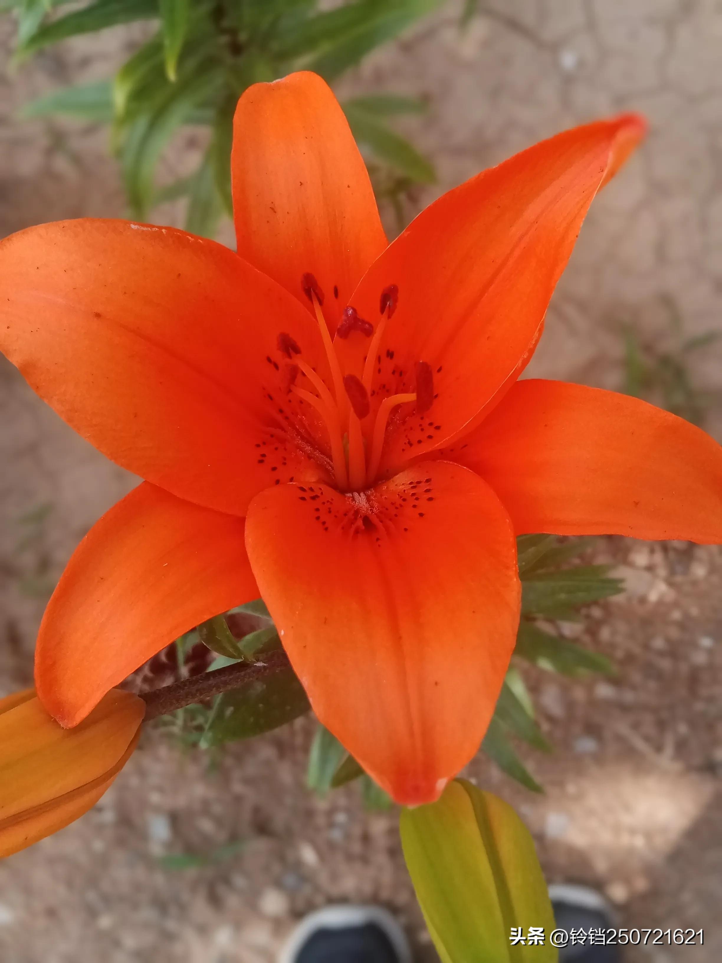 百合花开花的样子很美,花卉百合花四季开花