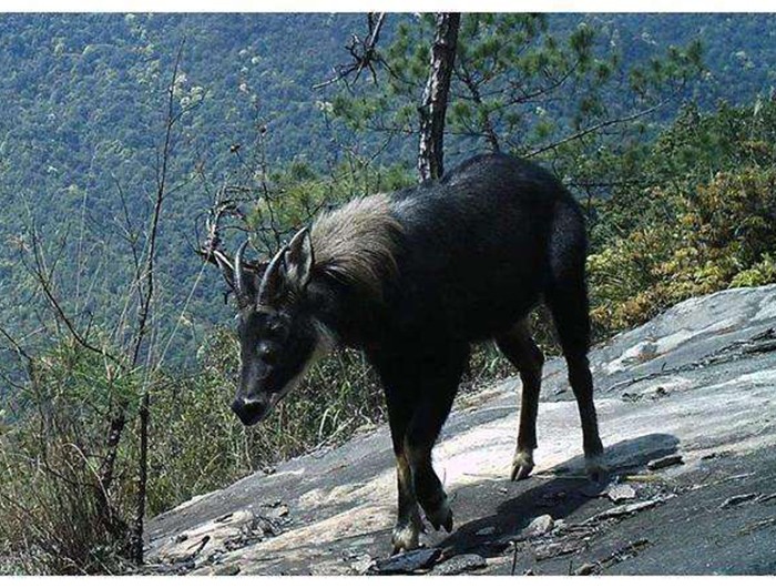 榛勫矖灞卞彂鐜板洓涓嶅儚,鑰佸啘灞变笂鍙戠幇鐨勫洓涓嶅儚