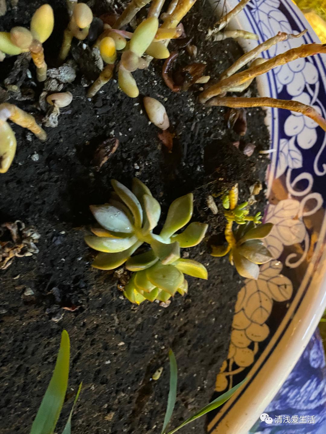 欣赏景德镇邹资良陶瓷艺术作品选,景德镇人气最旺的瓷器街