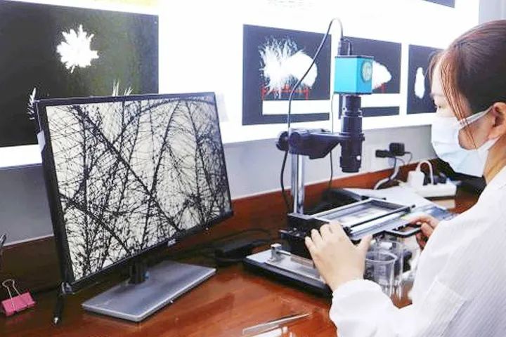 老鹅价格高么,老鹅为什么贵