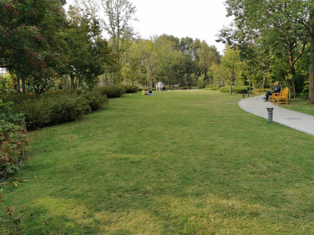 景观草坪如何搭配,庭院景观草坪种类