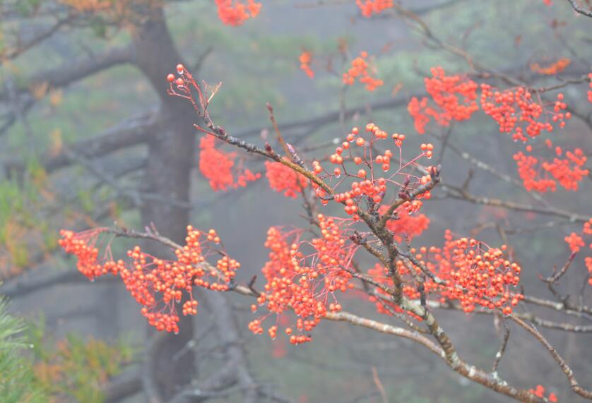 一品黄山天高云淡香烟,一品黄山天高云淡广告原视频