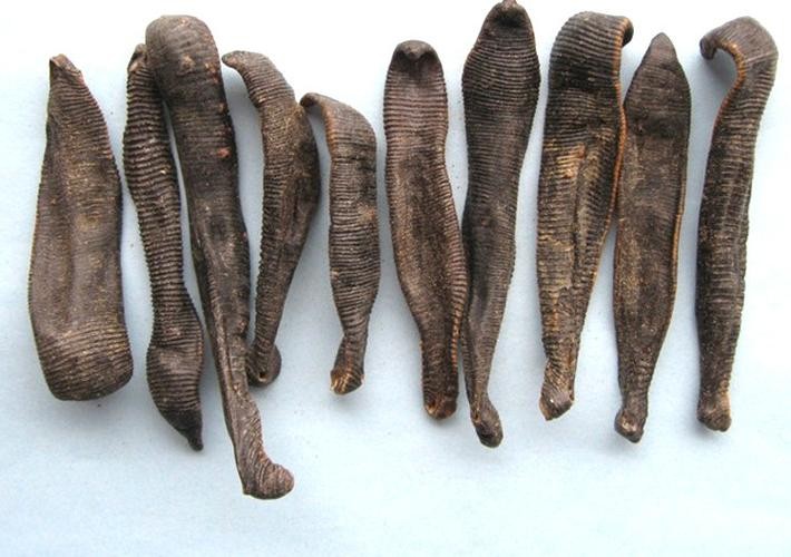 假如被蚂蝗吸住会怎么样,如果被蚂蝗咬住如何自救