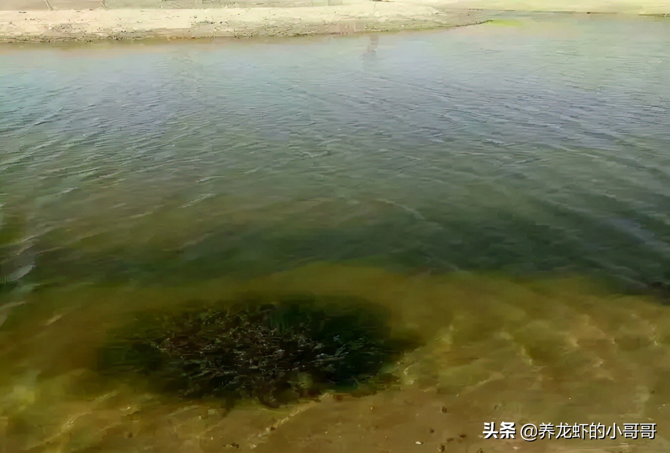 小龙虾养殖如何减少药品的使用（一）