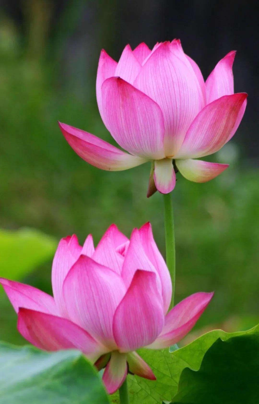 我心悦于你语音,我心悦于你用诗词怎么说