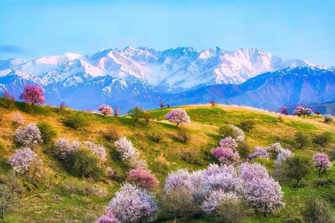 四月新疆伊犁草原,新疆伊犁野杏花最美人间四月天