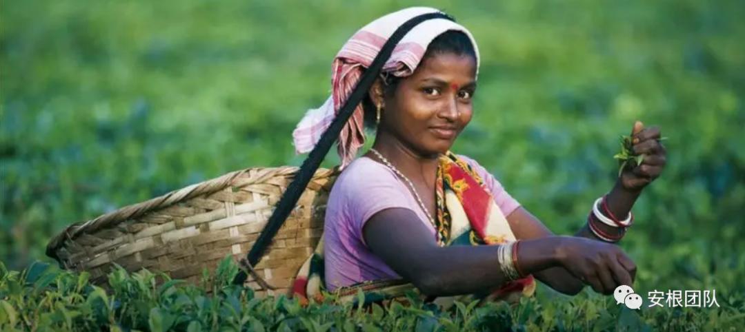 茶叶贸易与世界历史的关系,世界茶叶贸易境况