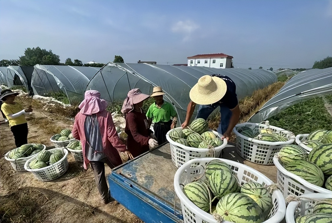 黄桃、蓝莓、西瓜……尧乡盛夏瓜果香，快来品尝夏天的味道！