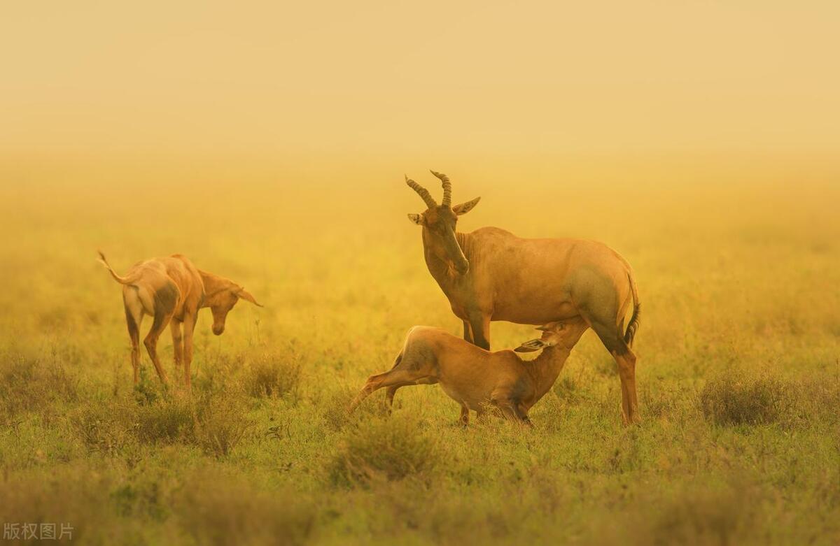 佳能5d4与尼康d850样片对比,佳能5d4与尼康d850样片对比评测