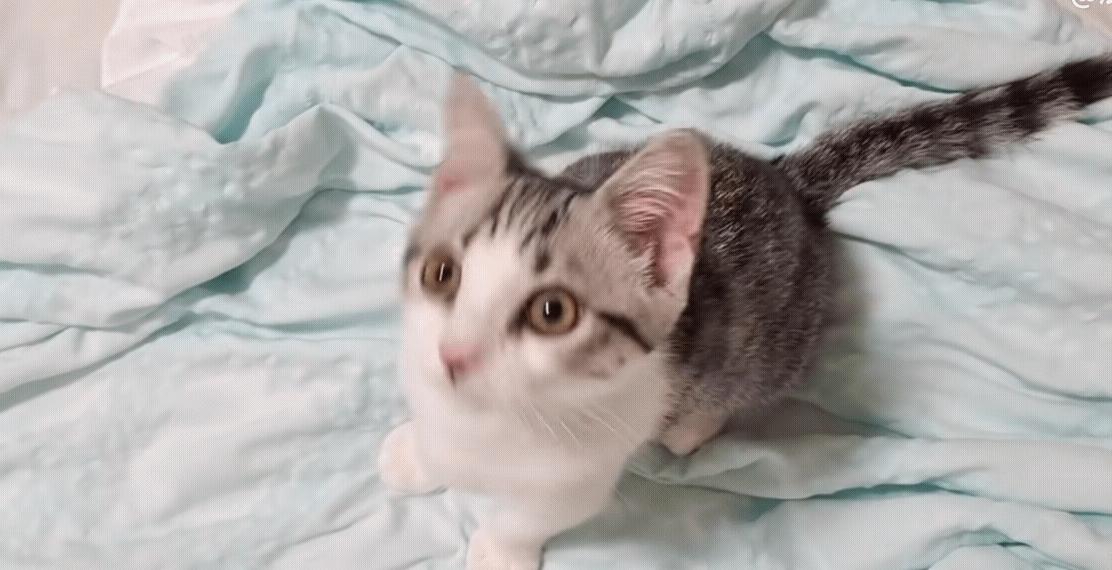 几百块钱买的猫靠谱吗,几百块的猫是真的吗