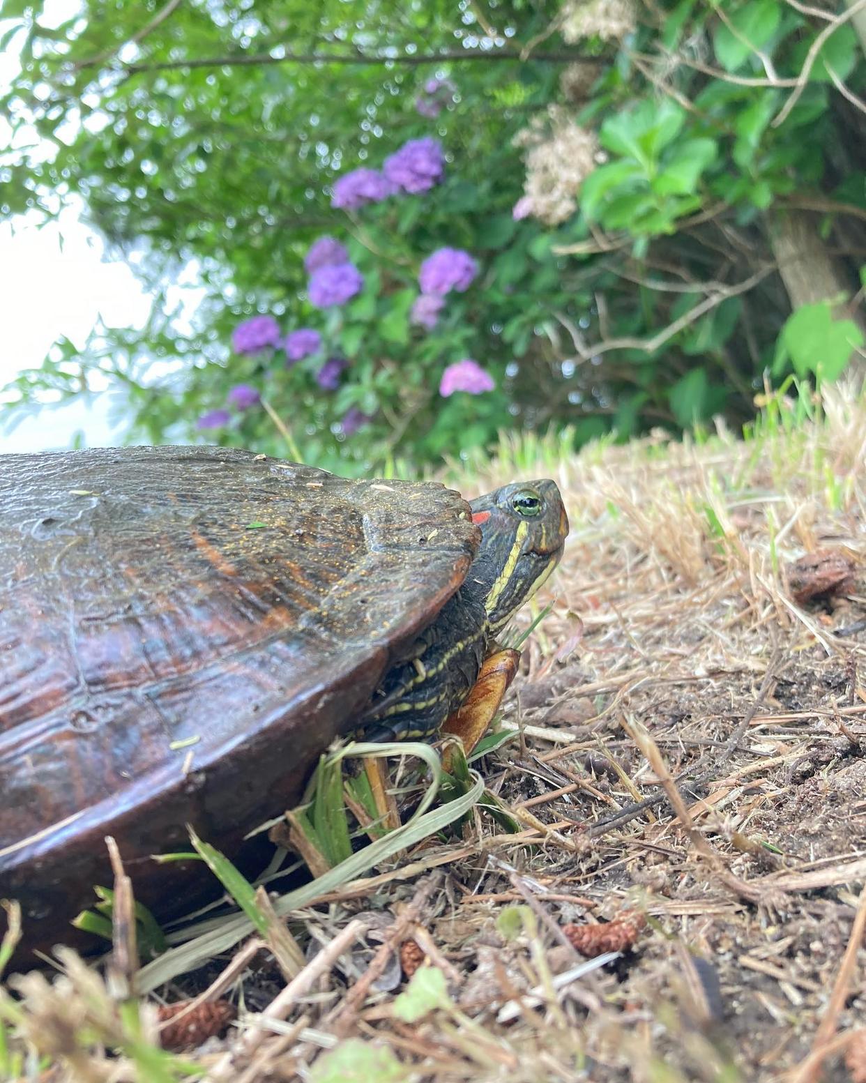 巴西龟一晒背甲就发白,巴西龟在水里泡的发白