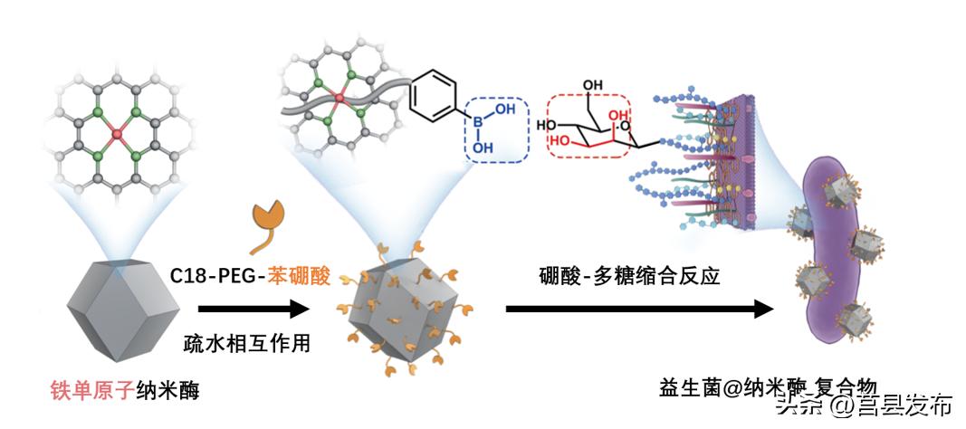 穿上“新铠甲”，浙大成果为肠炎治疗提供新策略