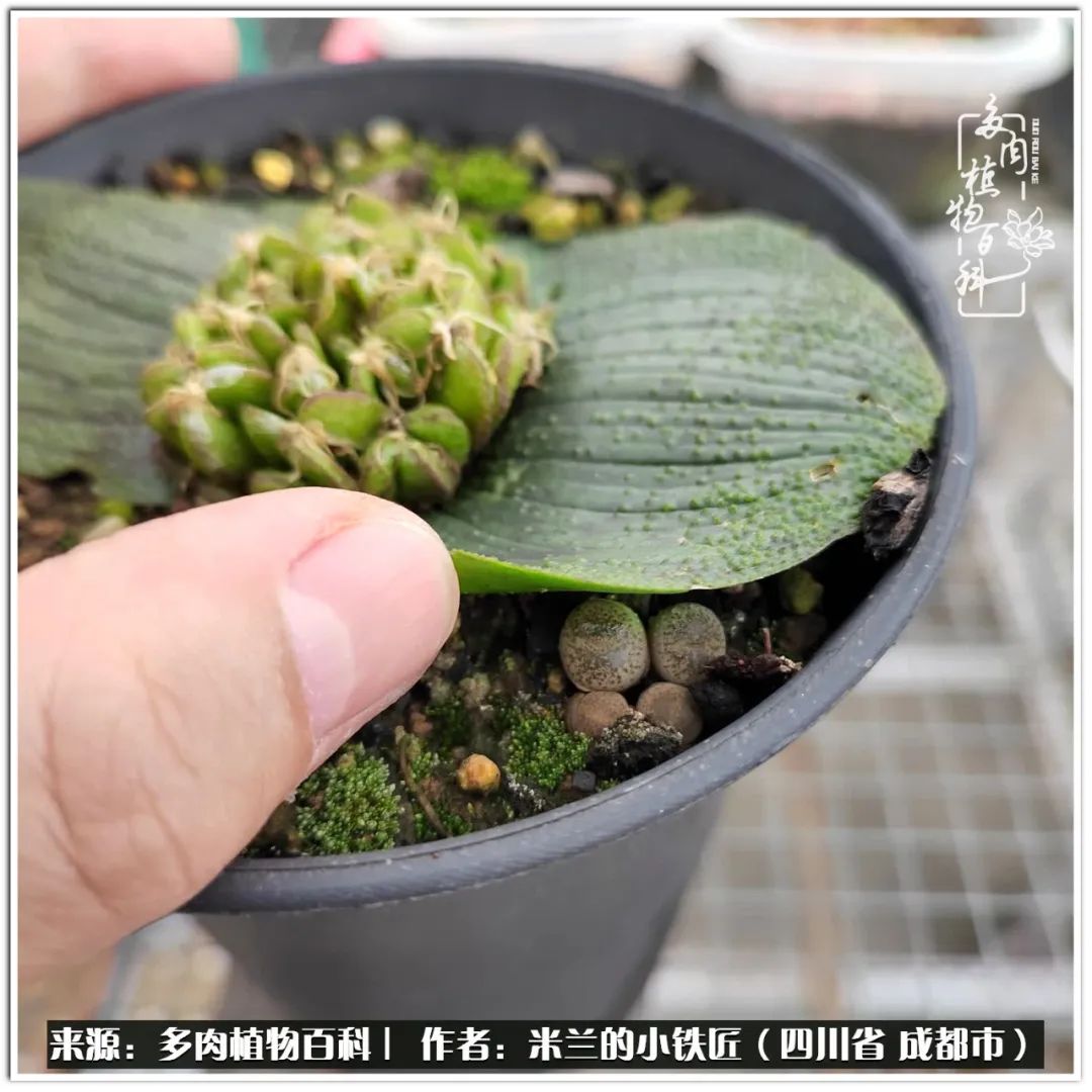 生石花好养吗怎么养护的,生石花的养殖方法和注意事项