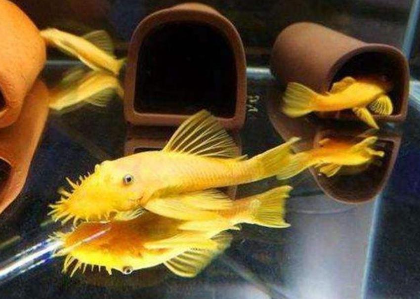 鱼缸在太阳下晒几天会爆藻,鱼缸爆绿藻去哪里买藻种