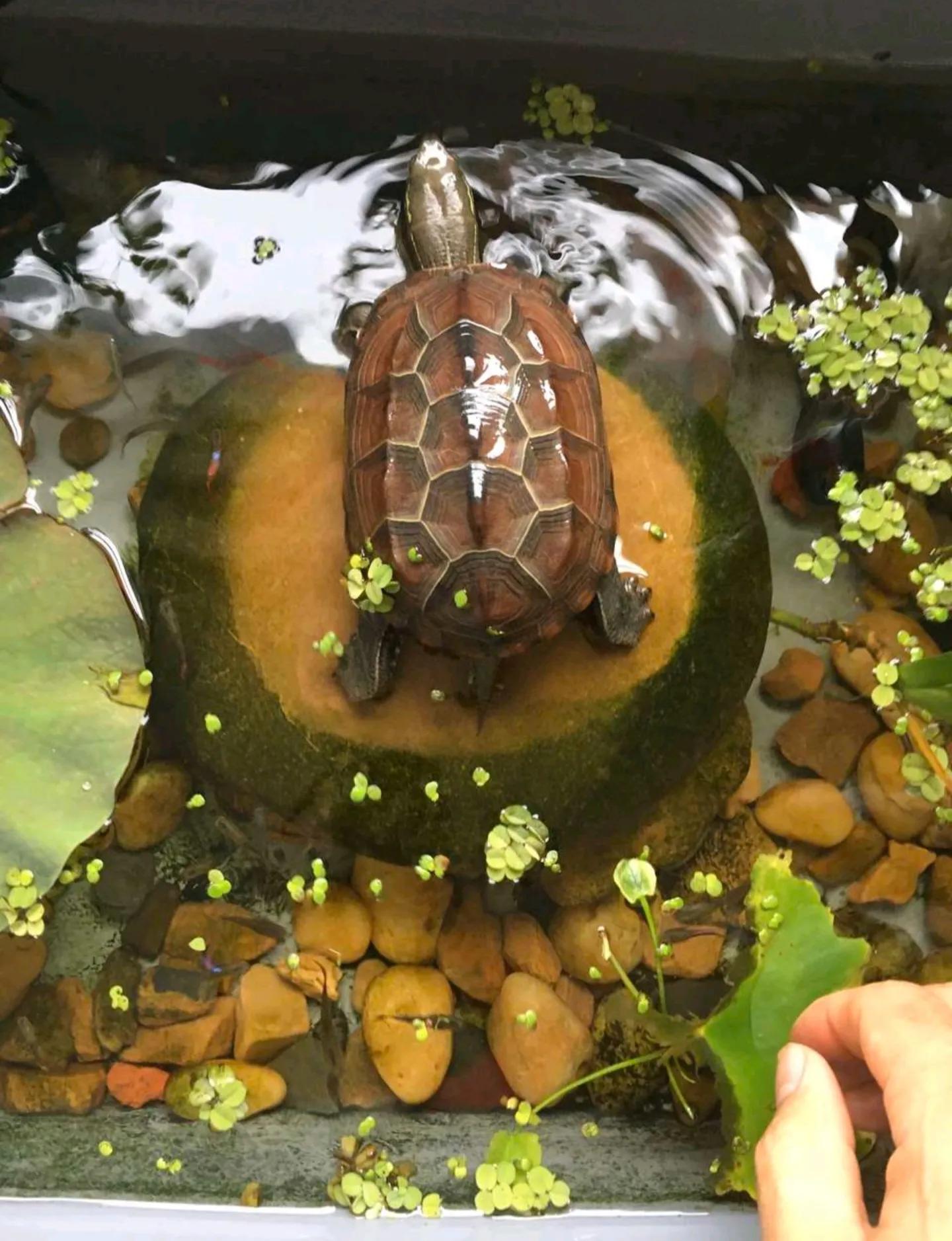 新手养龟的快乐缸,新手养龟入门教程