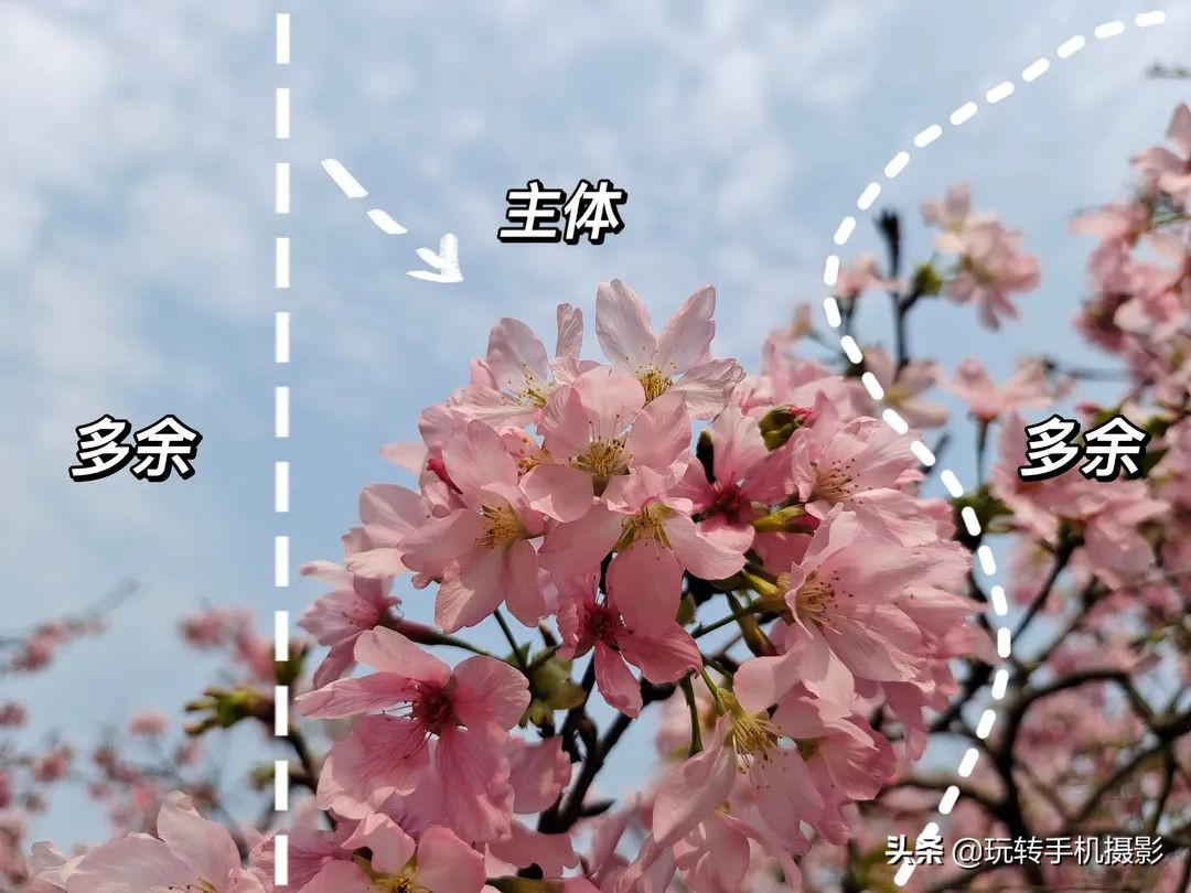 用什么可以拍出美丽花草的照片,6个技巧拍好花卉照片