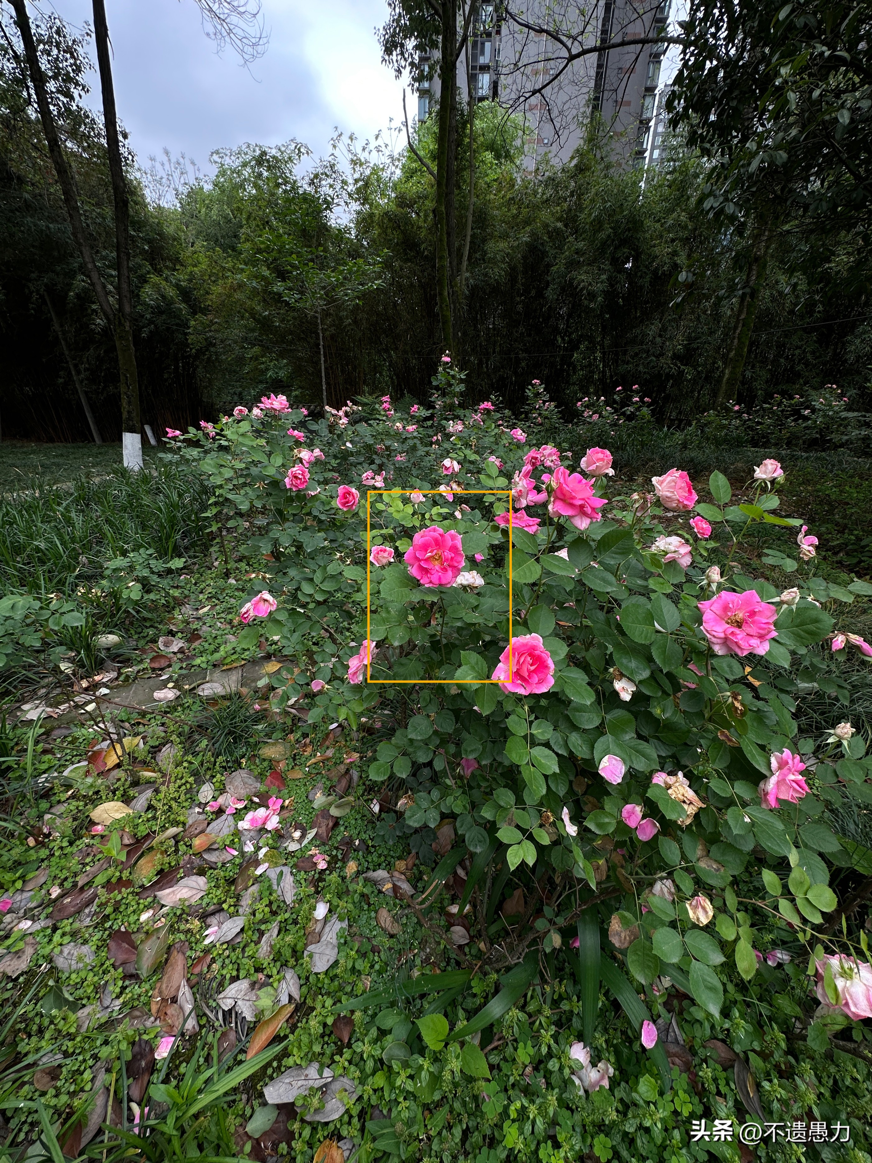 为什么现在手机摄像头越来越多,为什么手机摄像头越来越模糊了