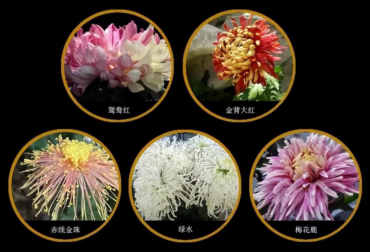 中国传统十大名花排名及文化内涵,中国十大名花惊艳世界