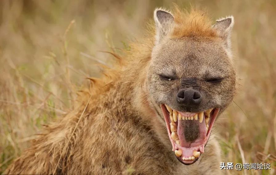 巨蟒捕食真实视频,巨蟒捕食鬣狗视频大全