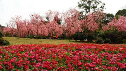 踏春赏花成都这些地方值得去看看,清明踏青成都一天来回的景点