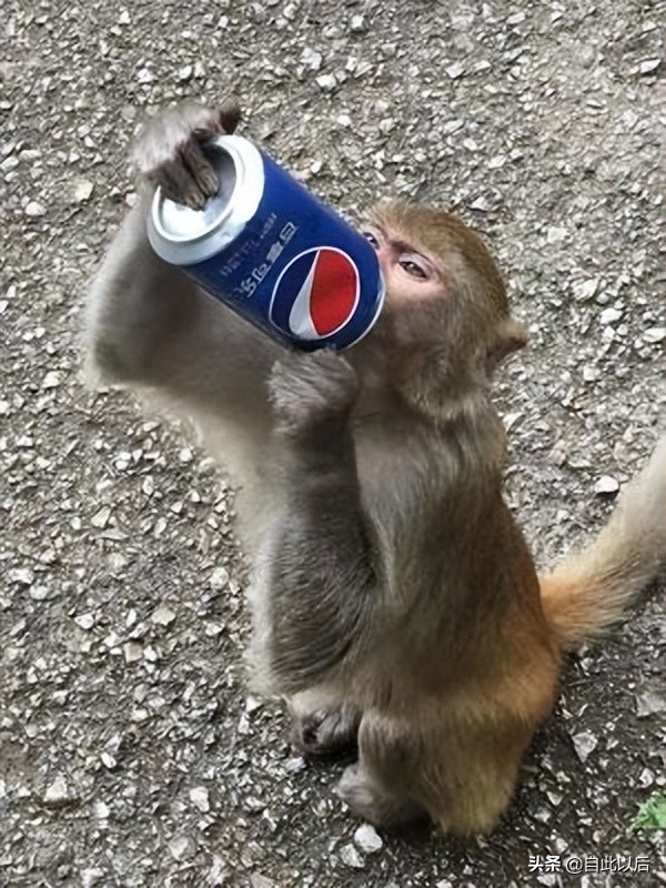 上方山周边遇见野猴,在野外遇见野猴该怎么办