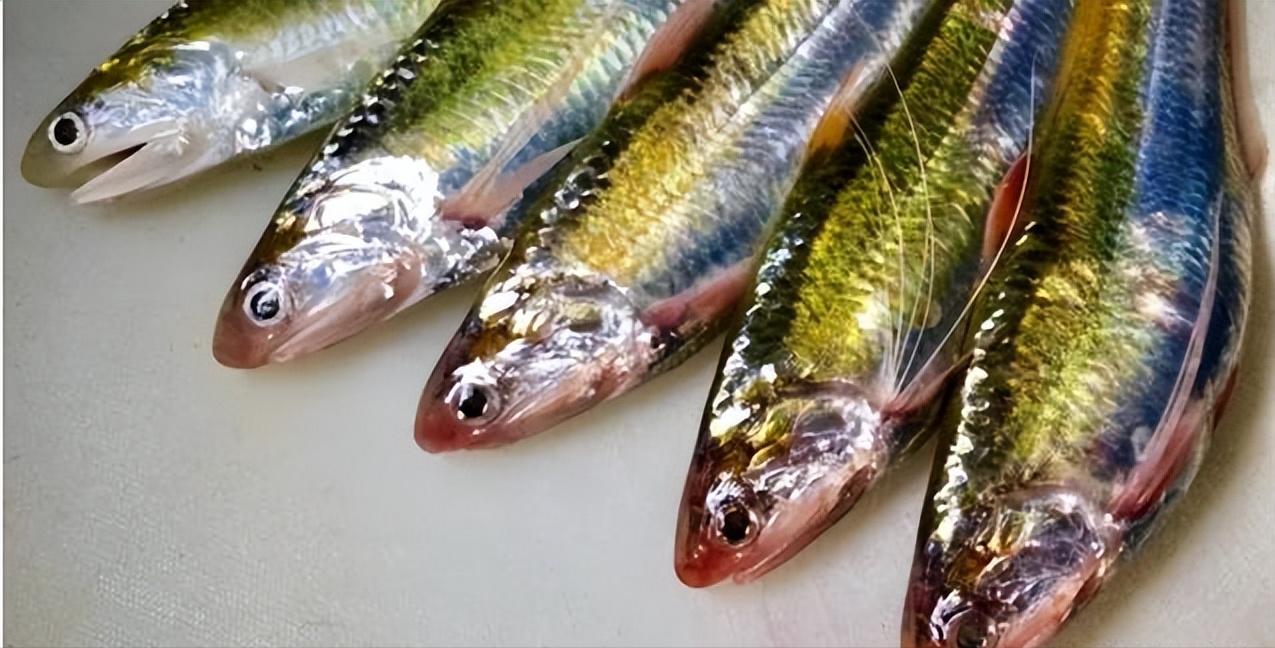 长江刀鱼是什么时候列入保护的,长江刀鱼几月份的最好