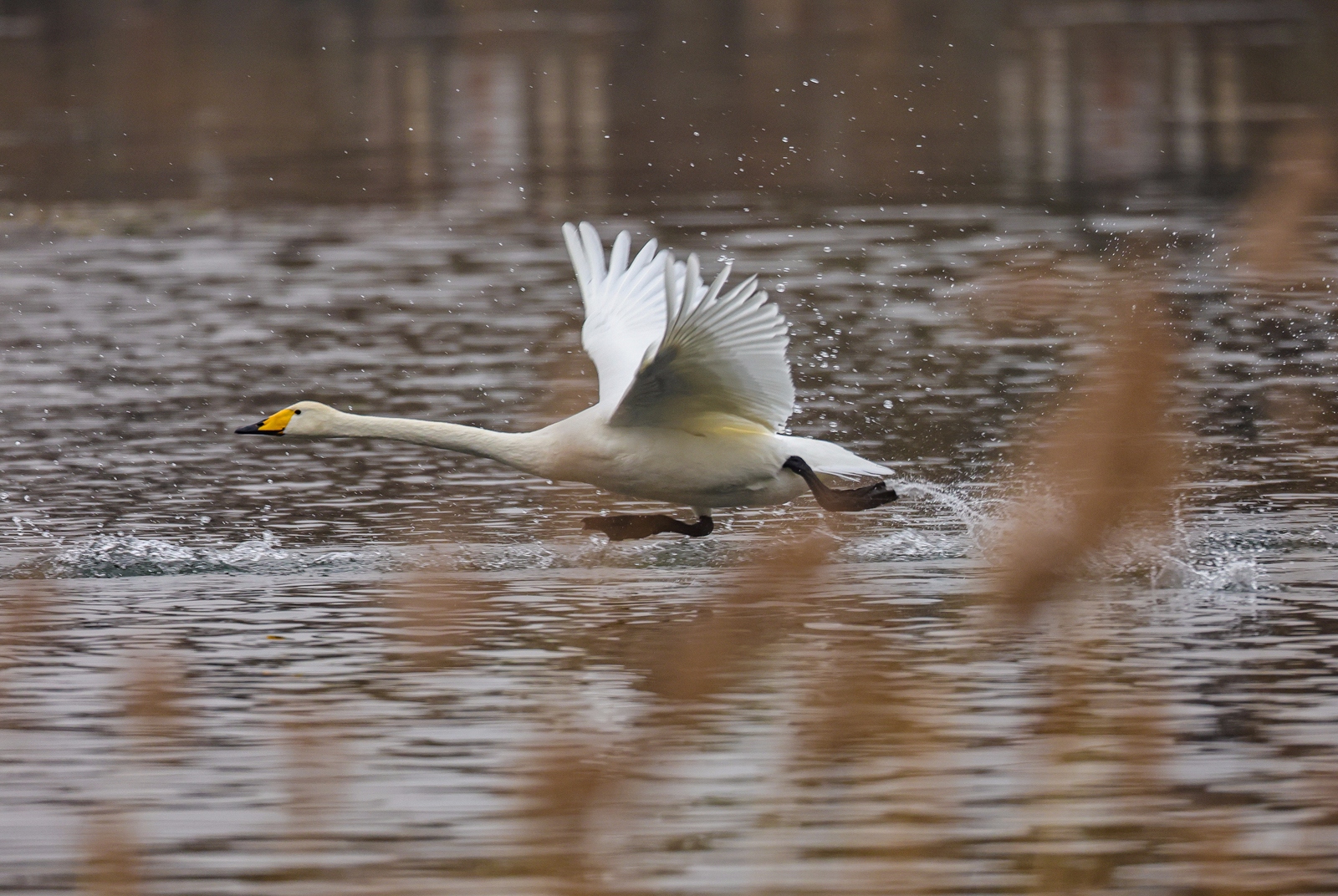 佳能canoneosr3测评,佳能eosr3震撼登场