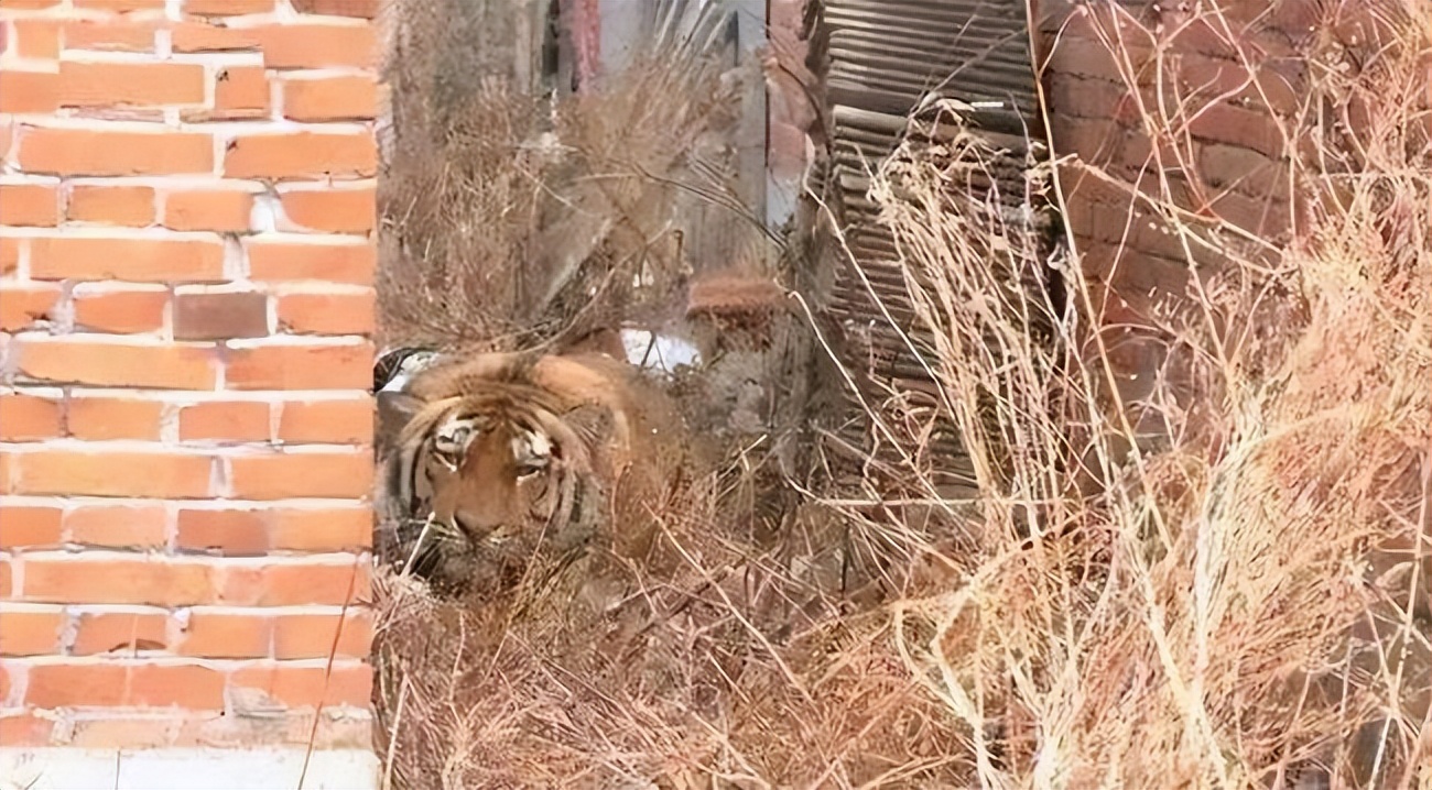 野生东北虎完达山一号始末,近来有完达山一号东北虎消息吗