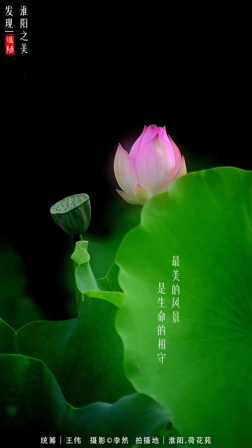 2021年周口淮阳荷花节,周口淮阳荷花节位置