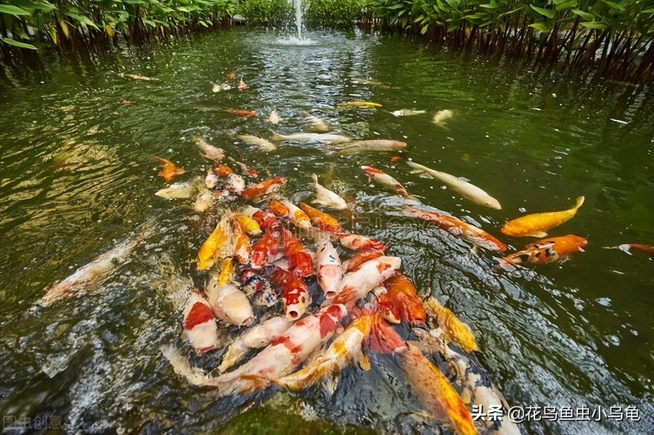 锦鲤怎么养技巧和方法,新手锦鲤怎么养才能活