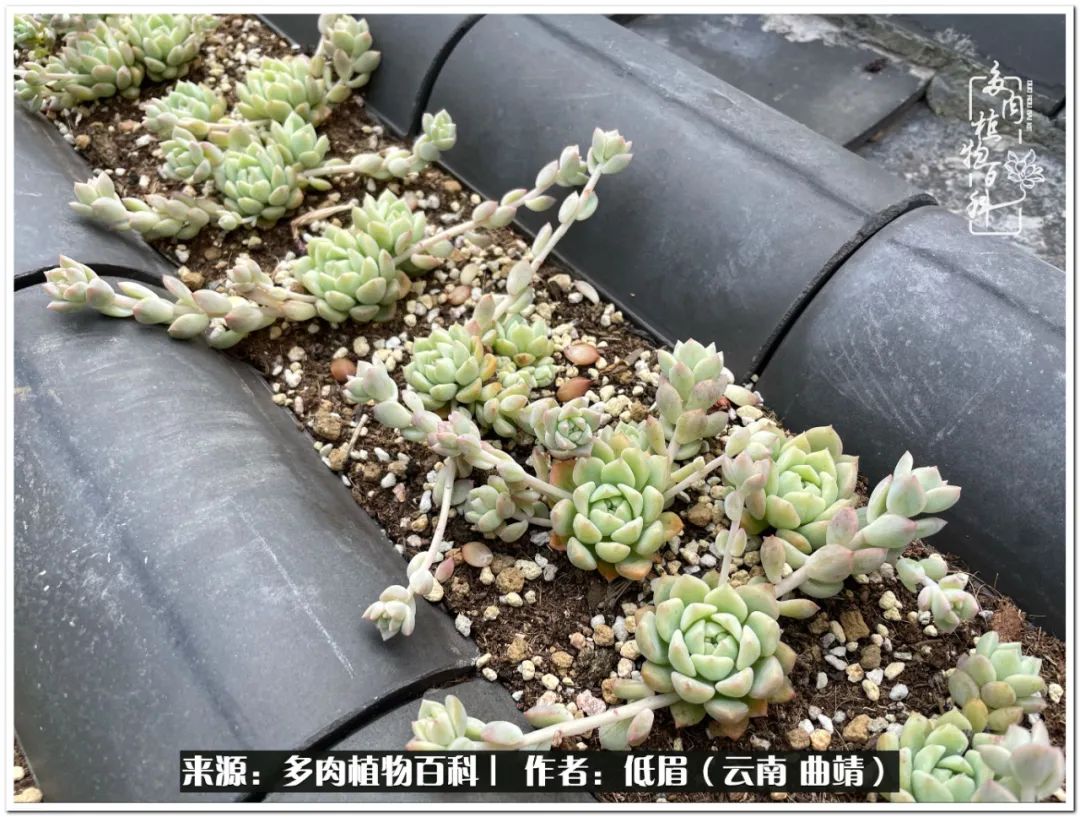 养了8年的多肉,养了七年多肉