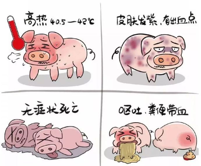 【温馨提示】这样做可以有效预防非洲猪瘟