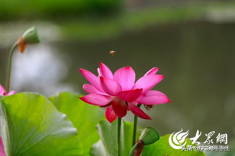滕州滨湖荷花,滕州红荷湿地荷花开了吗