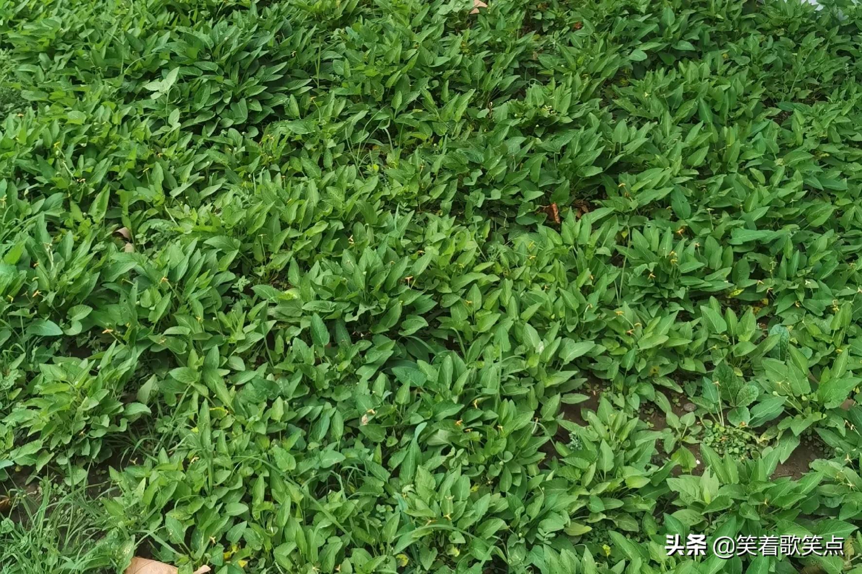 小小说房子,少年说房屋漏水