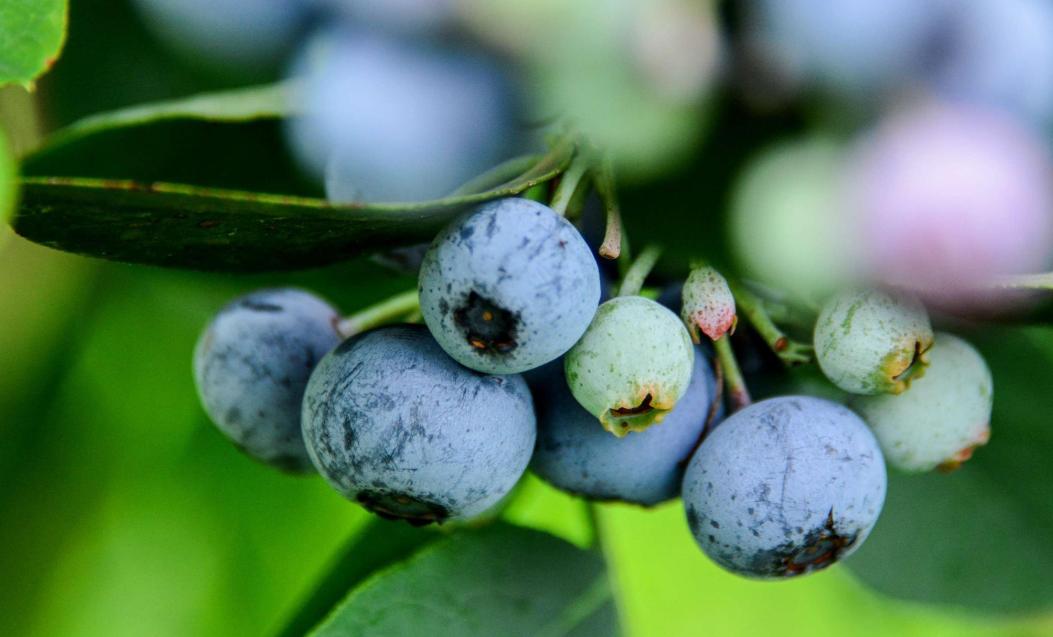 每天吃一盒蓝莓会胖吗,每天一盒蓝莓是否有助于视力